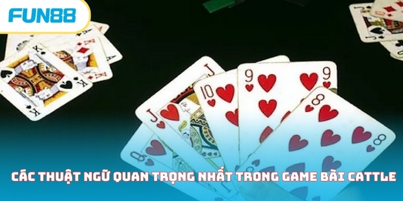Cẩm nang hướng dẫn chơi bài Cattle chi tiết dành cho newbie Các thuật ngữ quan trọng nhất trong game bài Cattle